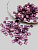 Бисер MIYUKI TILA beads, TL316, 5гр, аметист золотое сияние. МЮ112