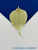 N9mbePNkoL.jpg N9mbePNkoL.jpg