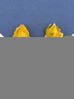 Подвеска цветок, бутон, роза в смоле, яркий желтый, позолота, ЦВ015